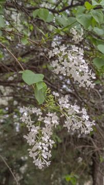 白色丁香花