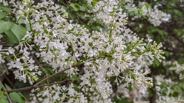 丁香花盛开