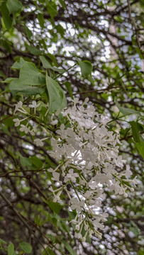 丁香花盛开