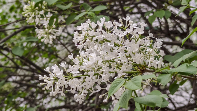 白丁香花