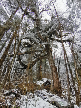 雪树林