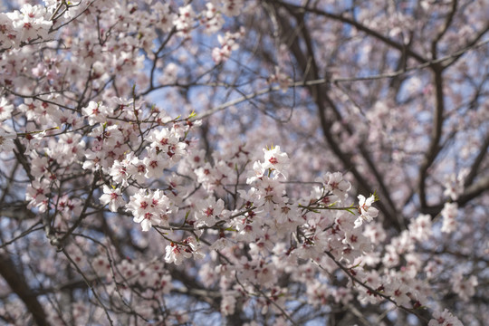 林芝桃花