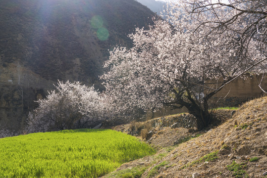 林芝桃花