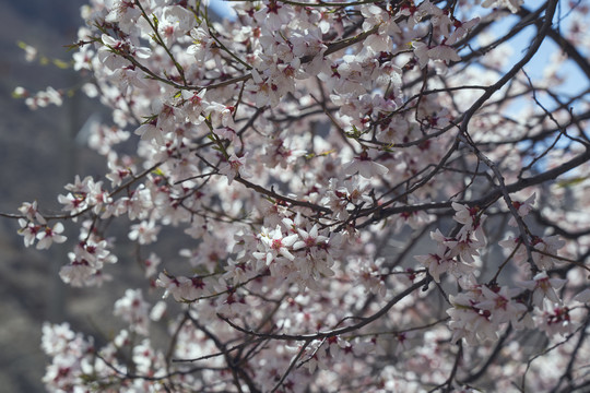 林芝桃花