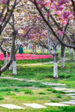 櫻花郁金香公園