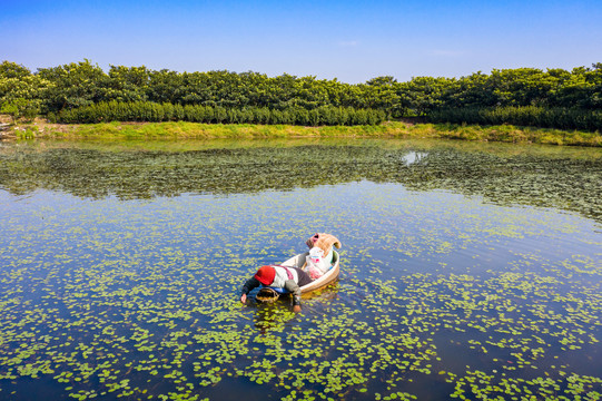 采摘莼菜