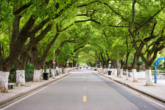 大学校园道路