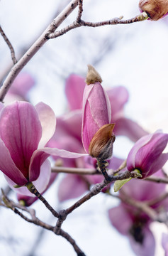 玉兰花苞