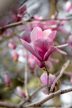 玉兰花开