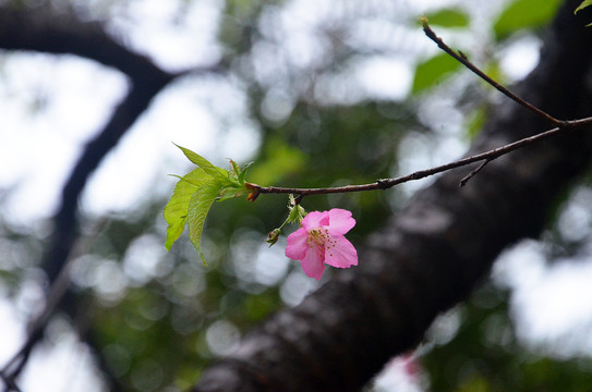 樱桃花