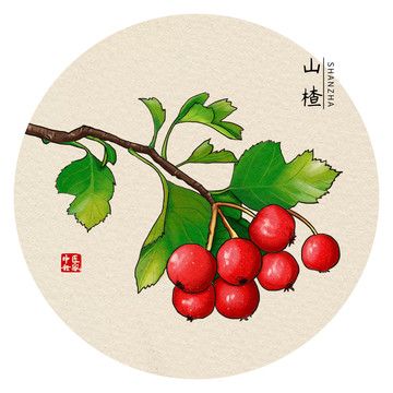 手繪山楂