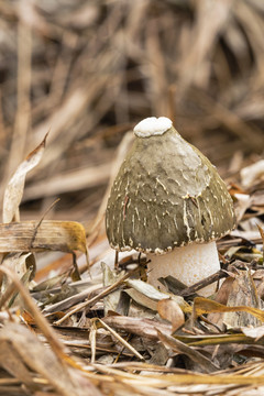 竹荪山珍之花