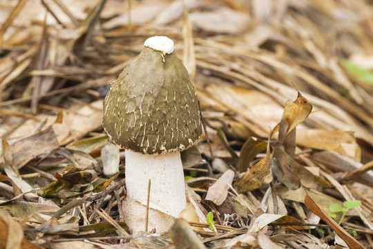 竹荪山珍之花