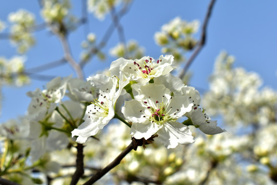 梨花