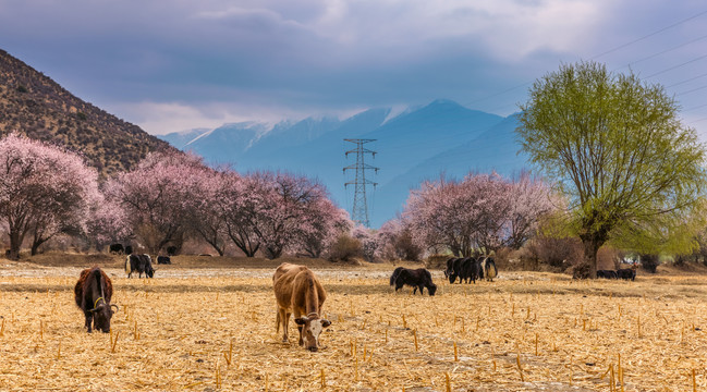 西藏风光与牦牛