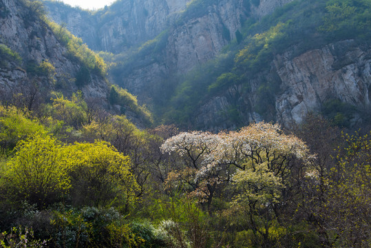 济南南部山区杨家寨连翘花开07