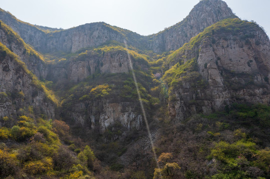 济南南部山区杨家寨连翘花开30