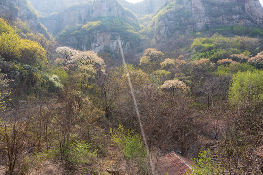 济南南部山区杨家寨连翘花开32