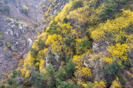 济南南部山区梯子山连翘花开12