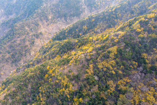 济南南部山区梯子山连翘花开25