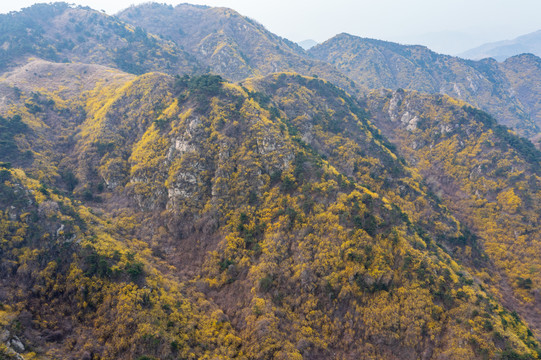 济南南部山区梯子山连翘花开28