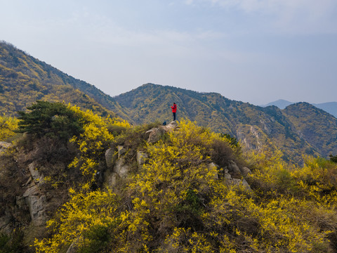 济南南部山区梯子山连翘花开56