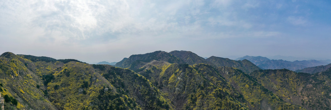 济南南部山区梯子山连翘花开30