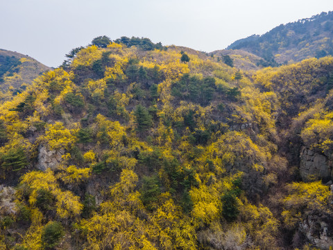 济南南部山区梯子山连翘花开60