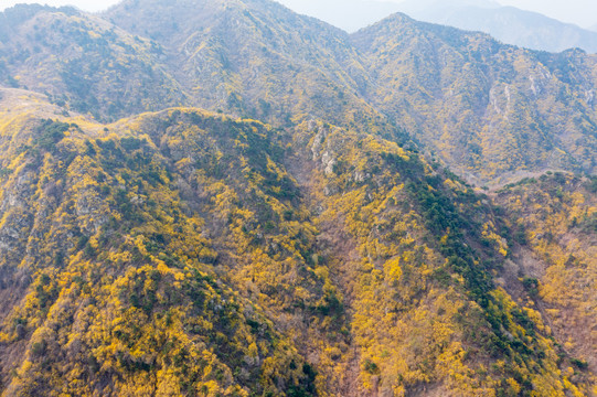 济南南部山区梯子山连翘花开36