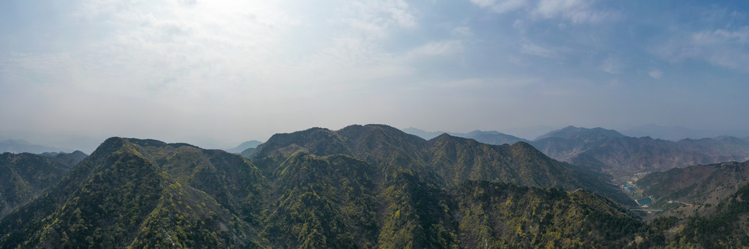 济南南部山区梯子山连翘花开44