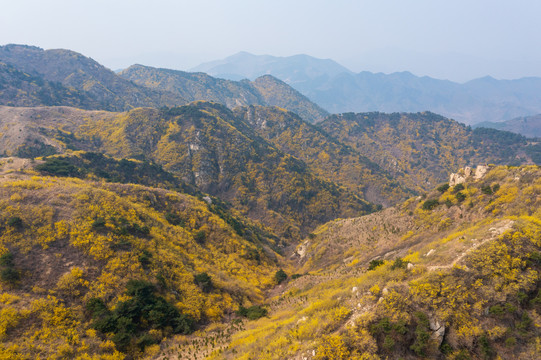 济南南部山区梯子山连翘花开46