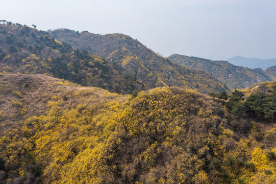 济南南部山区梯子山连翘花开48