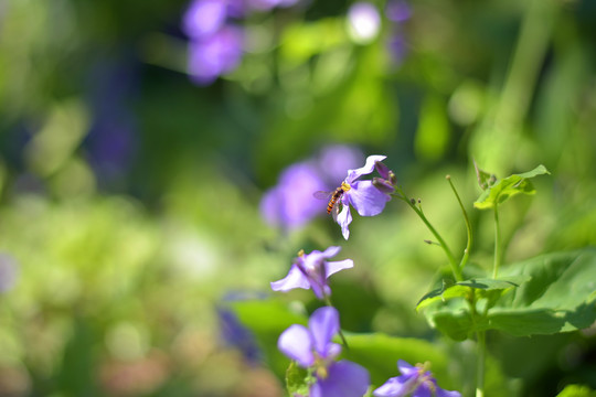 蜜蜂采蜜