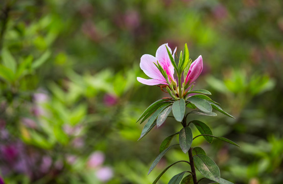 杜鹃花