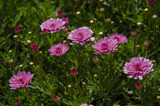 粉红雏菊