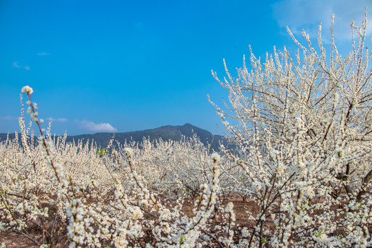 梨花树枝天空