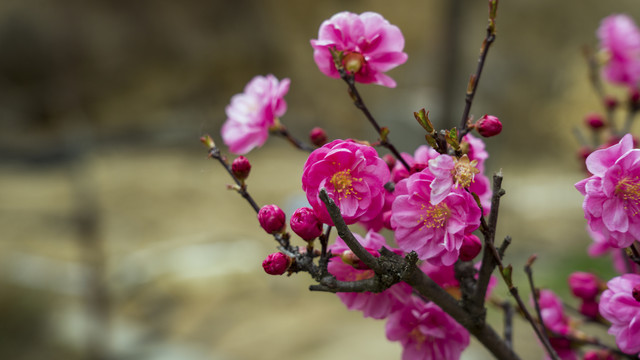 桃花