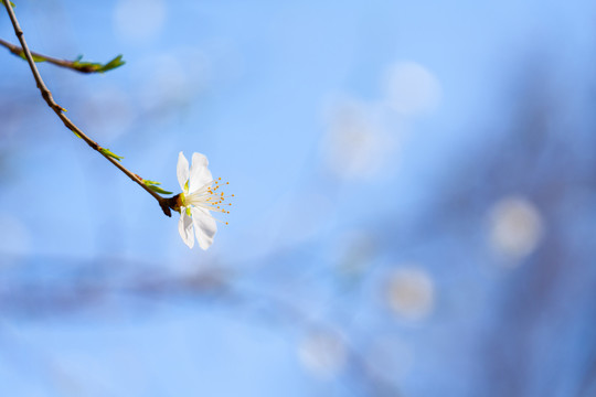 春天白色桃花