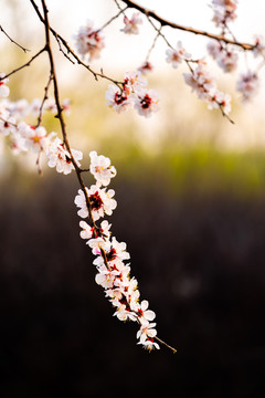 夕阳下的桃花