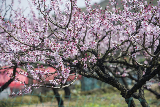 桃花