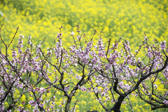 桃花