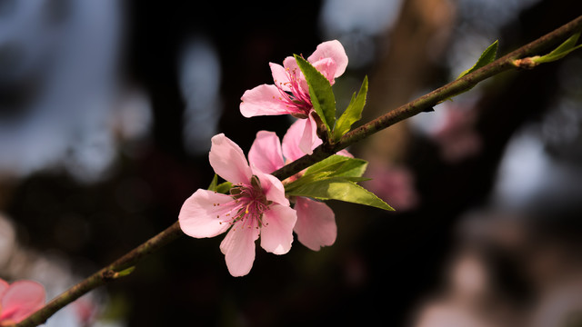 桃花