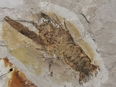 晚侏罗纪古生物化石螯虾化石标本