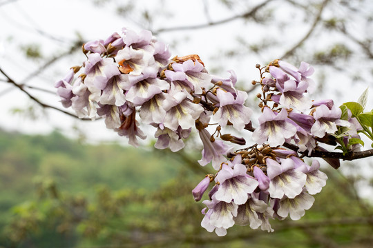 泡桐花