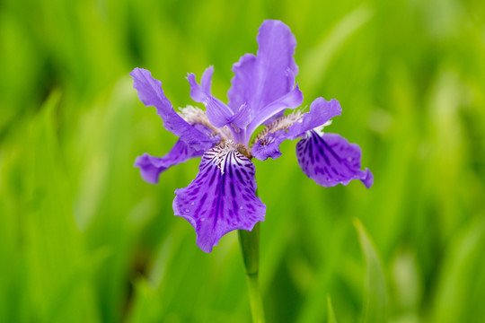 鸢尾花