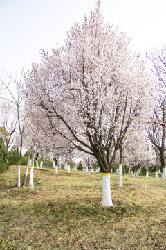 樱花树