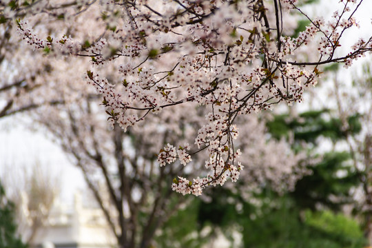 樱花树