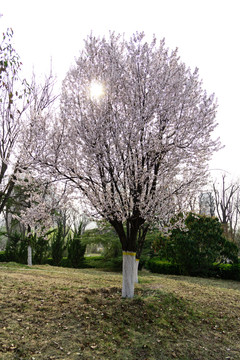 樱花树