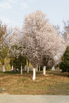 樱花树