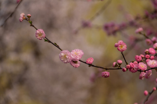 重瓣榆叶梅